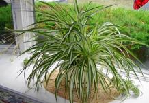 Chlorophytum crested - otthoni gondozás, termesztés és átültetés Chlorophytum feltételek