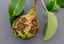 Pear diseases: description with photographs and methods of treatment