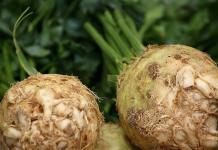 How to store celery root: basic rules