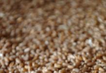Podmienky skladovania semien pšenice