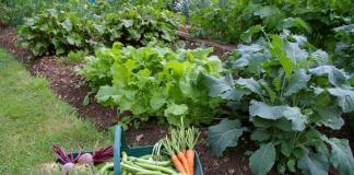 Quali verdure possono essere coltivate all'ombra?