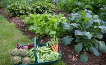 Milyen zöldségeket lehet termeszteni az árnyékban?