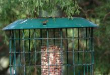 We make a bird feeder from handy materials