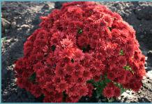 Chrysanthemums - “sparkles of the sun”: planting, growing and care Chrysanthemums pompon planting and care