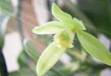 Χαρακτηριστικά οικιακής καλλιέργειας Vanilla Orchid Care