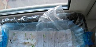 Growing seedlings without soil in toilet paper