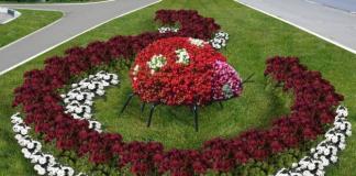 Do-it-yourself perennial flower beds - creating a beautiful flower garden