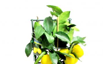 Growing lemon from a seed or cutting at home in a pot on a windowsill