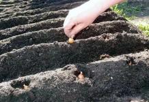 Hogyan lehet megfelelően termeszteni a hagymát nagy készletekből