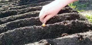 Kā pareizi audzēt sīpolus no lieliem komplektiem
