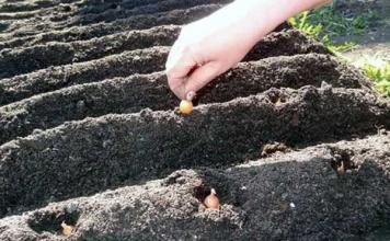 Πώς να καλλιεργήσετε σωστά κρεμμύδια από ένα μεγάλο σετ